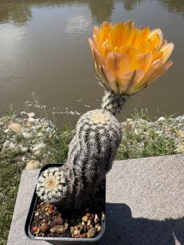 Preview: Echinocereus ctenoides